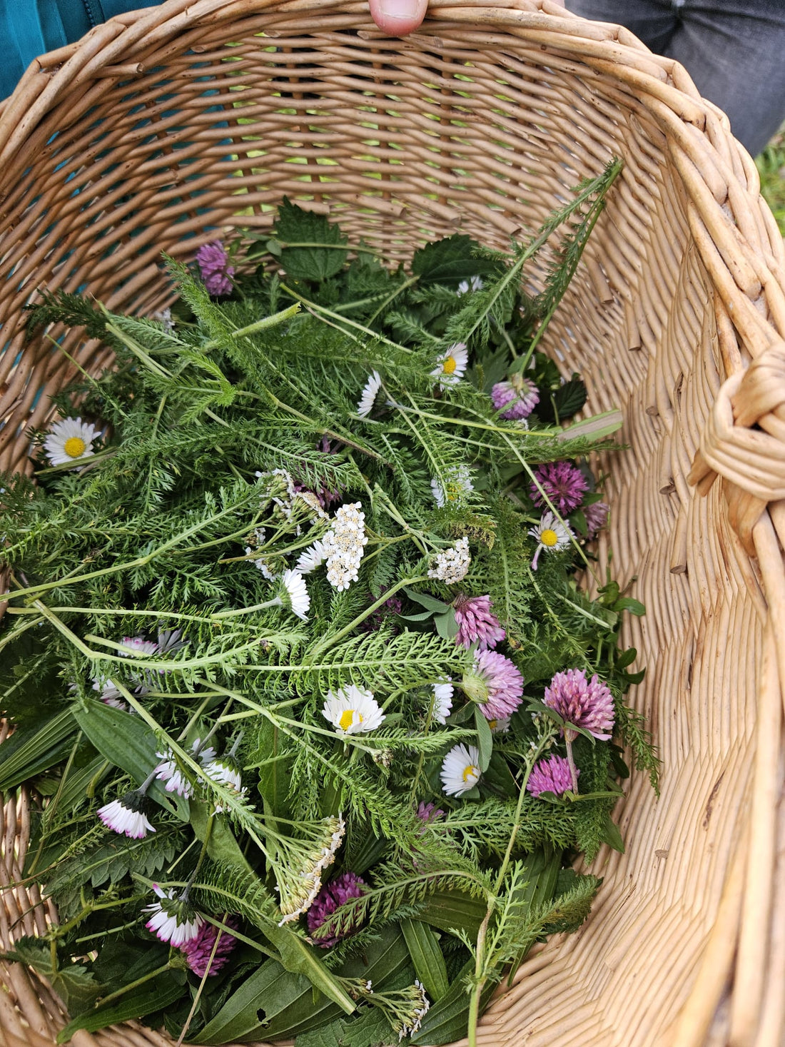 5 Wildpflanzen für den Einstieg