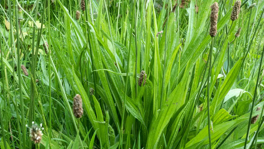 Spitzwegerich als Allrounder Heilmittel